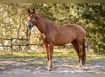 KWPN, Hongre, 3 Ans, 167 cm, Alezan