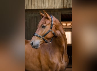 KWPN, Hongre, 3 Ans, 167 cm, Alezan