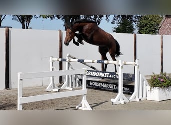 KWPN, Hongre, 3 Ans, 167 cm, Bai cerise