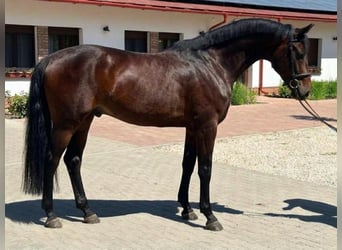 KWPN, Hongre, 3 Ans, 168 cm, Bai brun