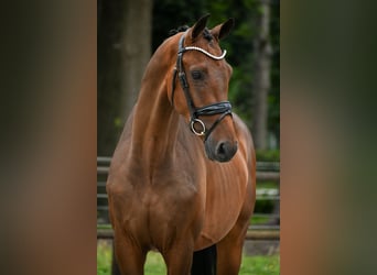 KWPN, Hongre, 3 Ans, 168 cm, Bai KWPN, Hongre, 3 Ans, 168 cm, Bai
