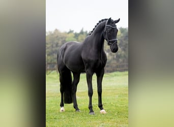 KWPN, Hongre, 3 Ans, 168 cm, Noir