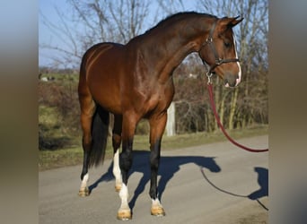 KWPN, Hongre, 3 Ans, 169 cm, Bai cerise