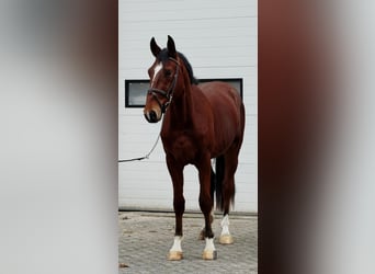 KWPN, Hongre, 3 Ans, 170 cm, Alezan