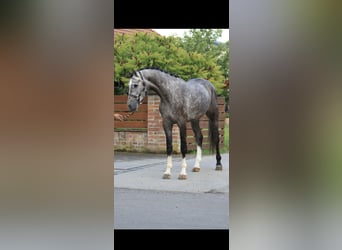 KWPN, Hongre, 3 Ans, 170 cm, Gris