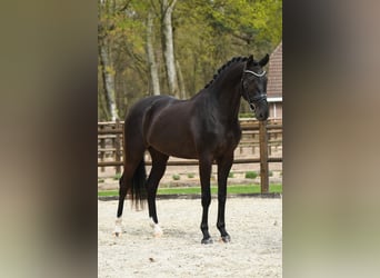 KWPN, Hongre, 3 Ans, 170 cm, Noir