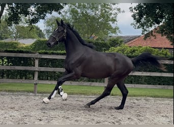 KWPN, Hongre, 3 Ans, 170 cm, Noir