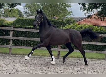 KWPN, Hongre, 3 Ans, 170 cm, Noir