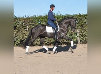 KWPN, Hongre, 3 Ans, 170 cm, Noir