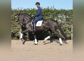 KWPN, Hongre, 3 Ans, 170 cm, Noir