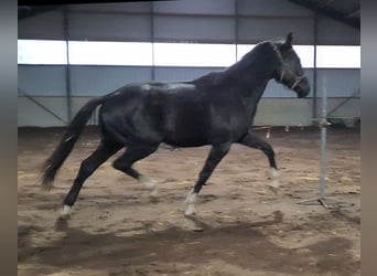 KWPN, Hongre, 3 Ans, 170 cm, Noir
