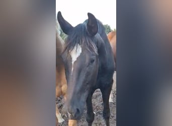 KWPN, Hongre, 3 Ans, 170 cm, Noir