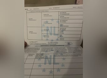 KWPN, Hongre, 3 Ans, 171 cm, Noir