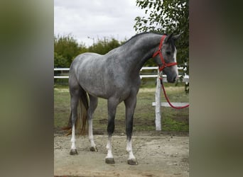 KWPN, Hongre, 3 Ans, 172 cm, Gris pommelé