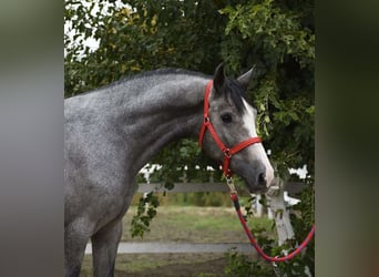 KWPN, Hongre, 3 Ans, 172 cm, Gris pommelé