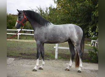 KWPN, Hongre, 3 Ans, 172 cm, Gris pommelé