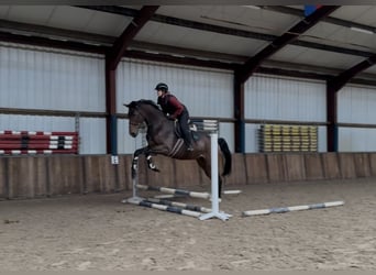 KWPN, Hongre, 3 Ans, 177 cm, Bai