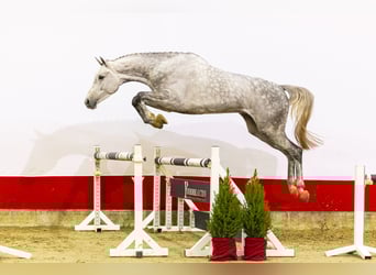 KWPN, Hongre, 3 Ans, 177 cm, Gris