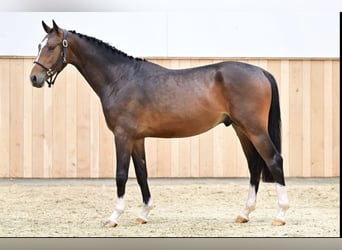 KWPN, Hongre, 3 Ans, Bai