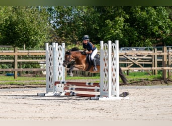 KWPN, Hongre, 4 Ans, 121 cm, Bai