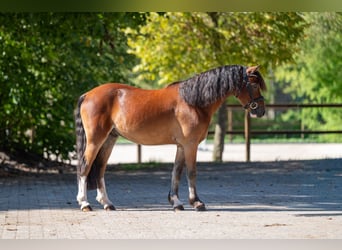 KWPN, Hongre, 4 Ans, 121 cm, Bai