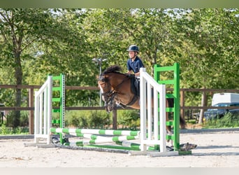 KWPN, Hongre, 4 Ans, 121 cm, Bai