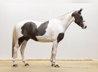 KWPN, Hongre, 4 Ans, 160 cm, Pinto