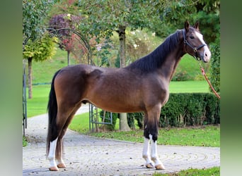 KWPN, Hongre, 4 Ans, 163 cm, Bai