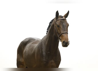 KWPN, Hongre, 4 Ans, 163 cm