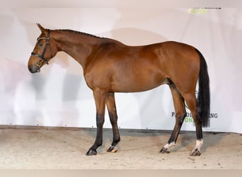 KWPN, Hongre, 4 Ans, 164 cm, Bai