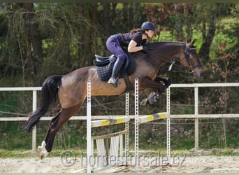 KWPN, Hongre, 4 Ans, 164 cm, Buckskin