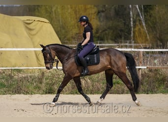 KWPN, Hongre, 4 Ans, 164 cm, Buckskin