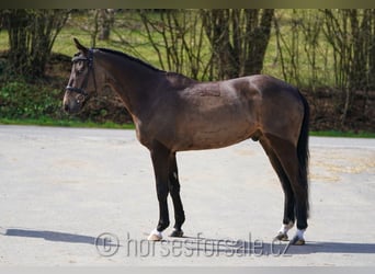 KWPN, Hongre, 4 Ans, 164 cm, Buckskin
