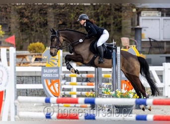 KWPN, Hongre, 4 Ans, 164 cm, Buckskin