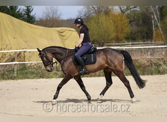 KWPN, Hongre, 4 Ans, 164 cm, Buckskin
