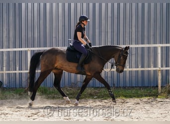 KWPN, Hongre, 4 Ans, 164 cm, Buckskin