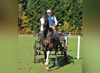 KWPN, Hongre, 4 Ans, 165 cm, Bai