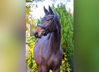 KWPN, Hongre, 4 Ans, 165 cm, Bai brun foncé