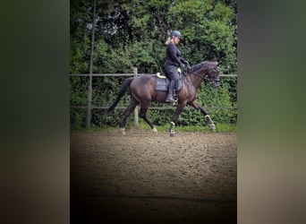 KWPN, Hongre, 4 Ans, 165 cm, Bai brun foncé