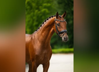 KWPN, Hongre, 4 Ans, 165 cm, Bai cerise