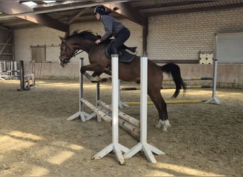 KWPN, Hongre, 4 Ans, 165 cm, Bai