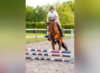KWPN, Hongre, 4 Ans, 165 cm, Bai