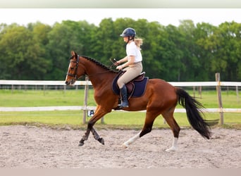 KWPN, Hongre, 4 Ans, 165 cm, Bai
