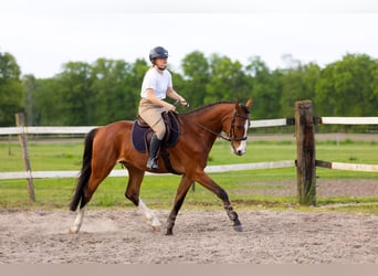 KWPN, Hongre, 4 Ans, 165 cm, Bai