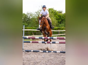KWPN, Hongre, 4 Ans, 165 cm, Bai