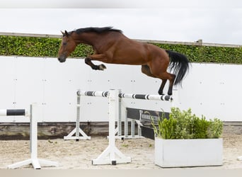 KWPN, Hongre, 4 Ans, 165 cm, Bai