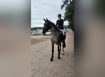 KWPN, Hongre, 4 Ans, 165 cm
