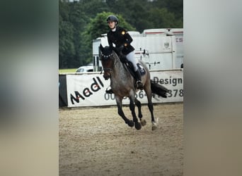 KWPN, Hongre, 4 Ans, 165 cm