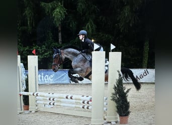 KWPN, Hongre, 4 Ans, 165 cm