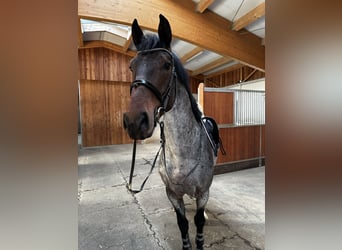 KWPN, Hongre, 4 Ans, 165 cm